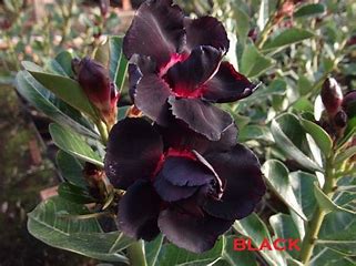 ROSA DO DESERTO BLACK ENXERTADA