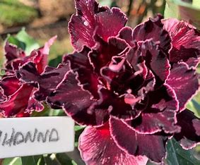 Rosa do deserto RIHANNA Enxertada